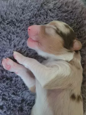 Owczarek australijski suczka red merle 2