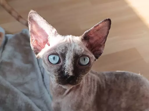 Devon Rex - cudowna koteczka 1