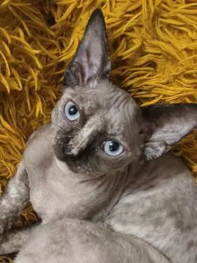 Devon Rex - cudowna koteczka 2