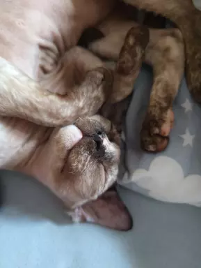 Devon Rex - cudowna koteczka 3