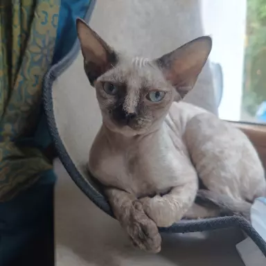 Devon Rex - cudowna koteczka 5