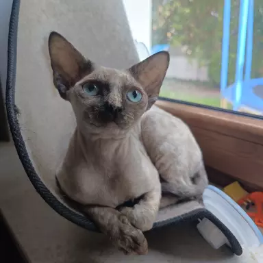 Devon Rex - cudowna koteczka 6