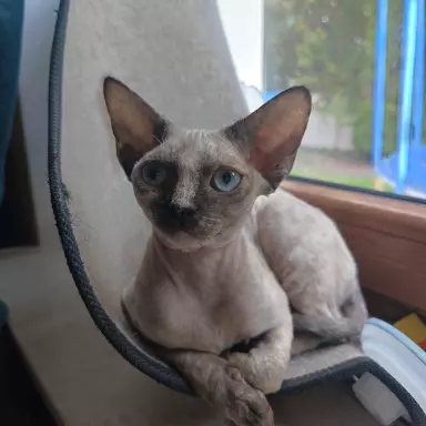 Devon Rex - cudowna koteczka 4