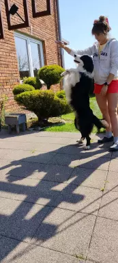 Wspaniały reproduktor Border Collie - linia Vers 3