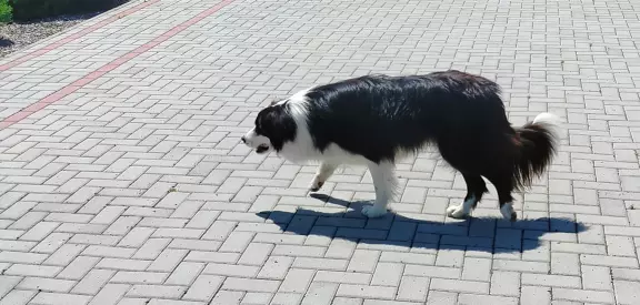 Wspaniały reproduktor Border Collie - linia Vers 1