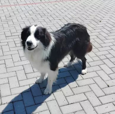 Wspaniały reproduktor Border Collie - linia Vers 4