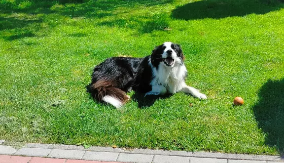 Wspaniały reproduktor Border Collie - linia Vers 2