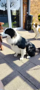 Wspaniały reproduktor Border Collie - linia Vers 5