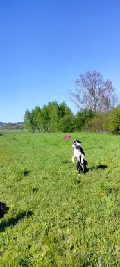 Wspaniały reproduktor Border Collie - linia Vers 6