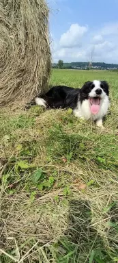 Wspaniały reproduktor Border Collie - linia Vers 7