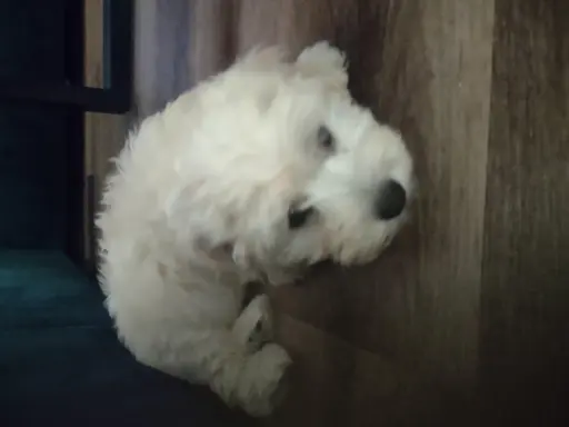 Maltipoo suczka 3
