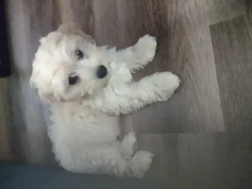 Maltipoo suczka 2