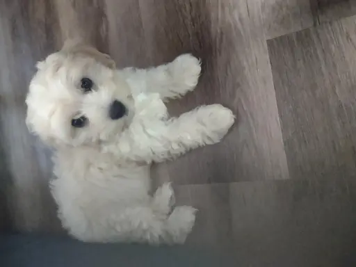 Maltipoo suczka 7