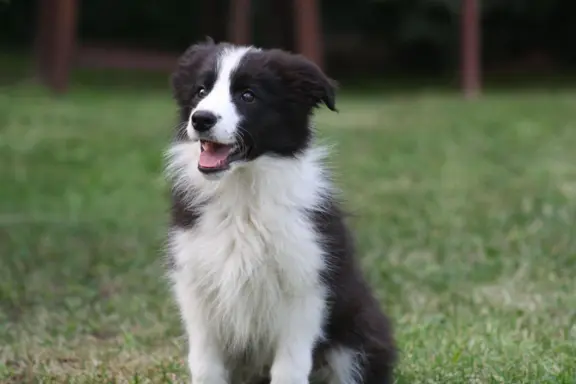 Border collie ZKWP 5
