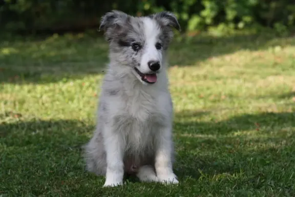 Border collie ZKWP 2