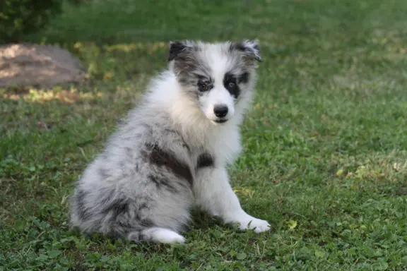 Border collie ZKWP 3