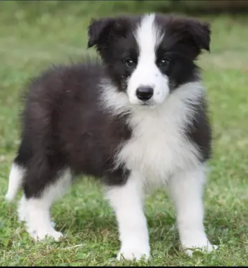 Border collie ZKWP 4