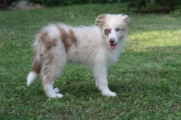 Border collie ZKWP 1