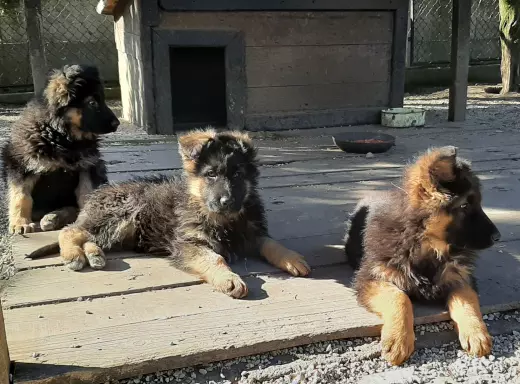Szczeniaki Owczarka Niemieckiego 6