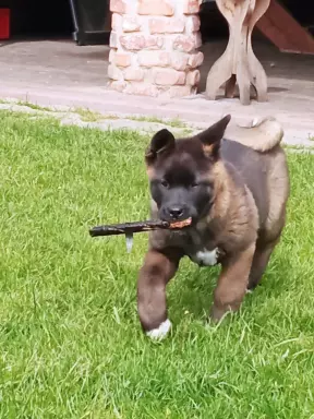 Akita Amerykańska szczenięta 5