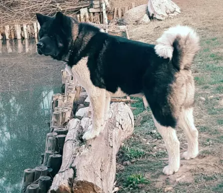 Akita Amerykańska szczenięta 3