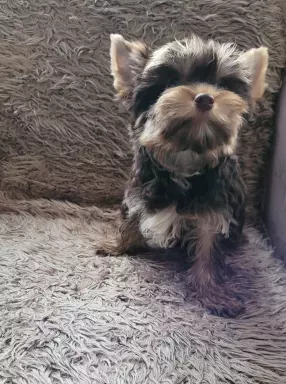 Yorkshire terrier choco tan 1