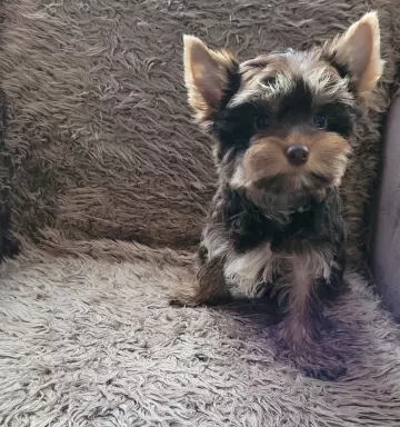 Yorkshire terrier choco tan 3