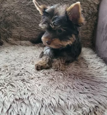 Yorkshire terrier choco tan 2