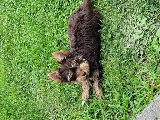Yorkshire terrier choco tan 4