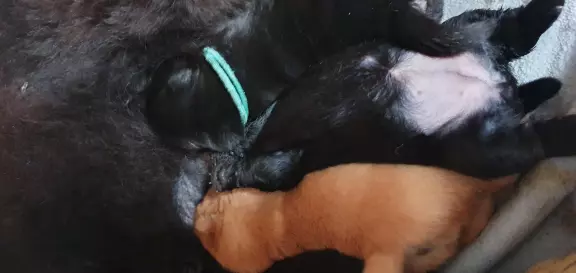 Chow chow szczenięta zkwp FCI 8