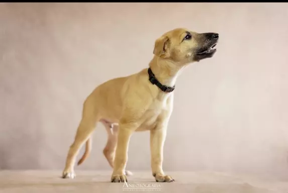Chart angielski WHIPPET 1