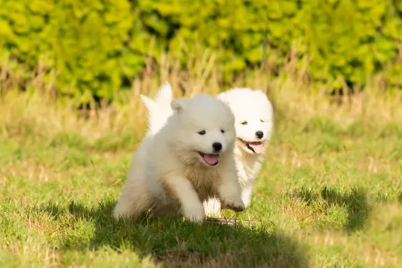 Samoyed FCI-ostatni chłopiec i dziewczynka 1