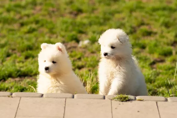 Samoyed FCI-ostatni chłopiec i dziewczynka 2