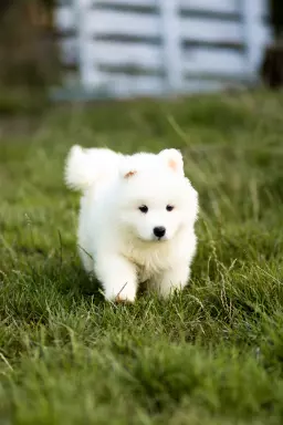 Samoyed FCI-ostatni chłopiec i dziewczynka 3