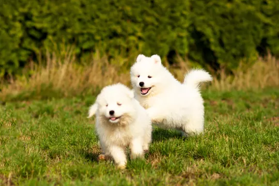 Samoyed FCI-ostatni chłopiec i dziewczynka 4