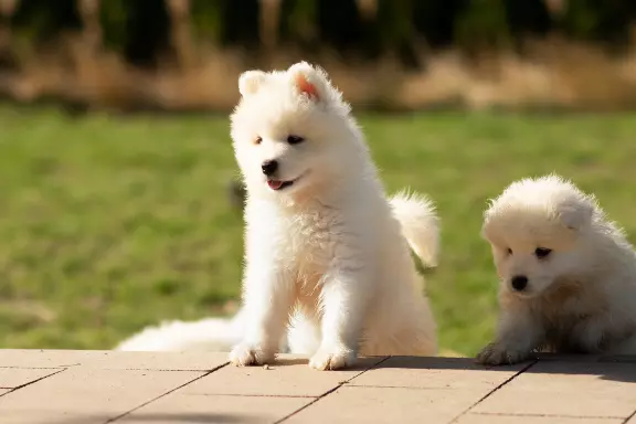 Samoyed FCI-ostatni chłopiec i dziewczynka 5