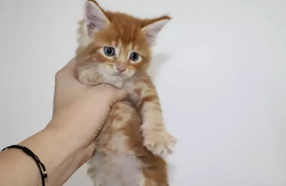 Kocięta rasy Maine Coon 1