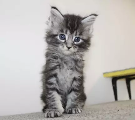Kocięta rasy Maine Coon 6