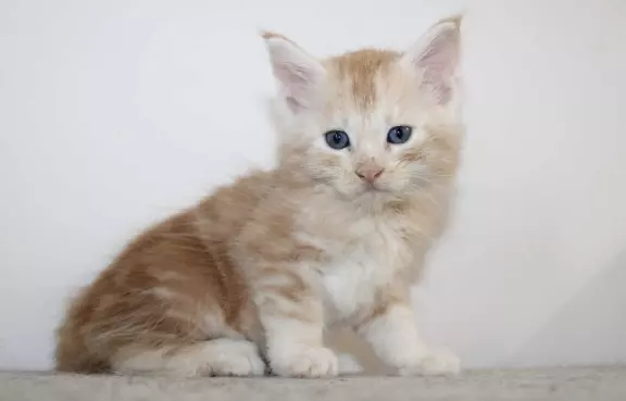Kocięta rasy Maine Coon 4
