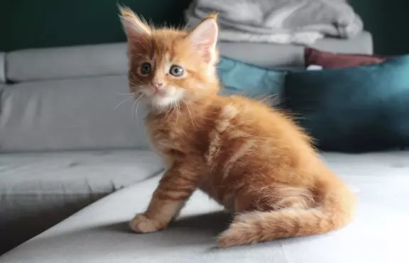 Kocięta rasy Maine Coon 2