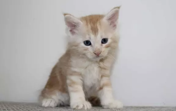 Kocięta rasy Maine Coon 3