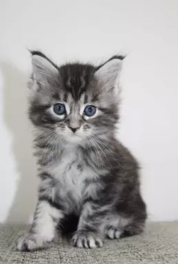 Kocięta rasy Maine Coon 5