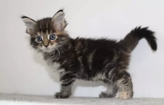 Kocięta rasy Maine Coon 7