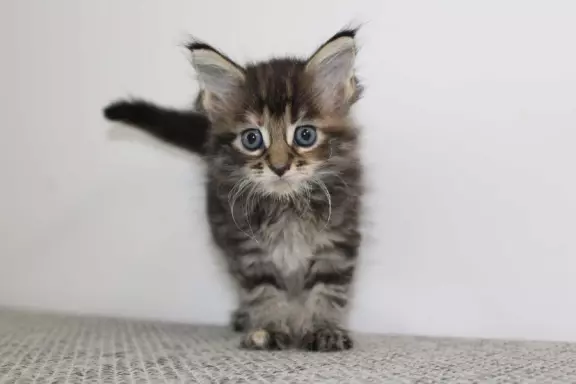 Kocięta rasy Maine Coon 8
