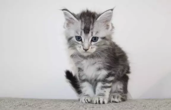 Kocięta rasy Maine Coon 9