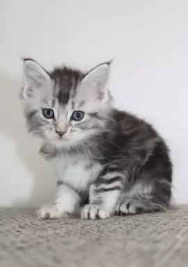 Kocięta rasy Maine Coon 10