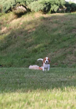 BEAGLE-mniejszyw typie piesek, po championach 1