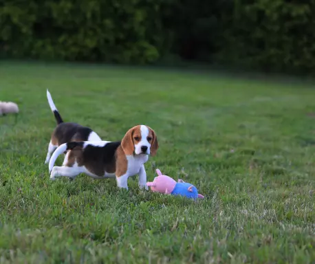 BEAGLE-mniejszyw typie piesek, po championach 2