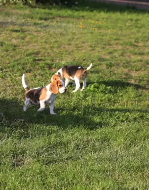 BEAGLE-mniejszyw typie piesek, po championach 3