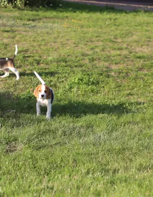 BEAGLE-mniejszyw typie piesek, po championach 4